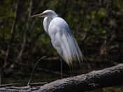 Great Egret