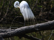 Great Egret