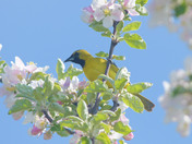 Orchard Oriole