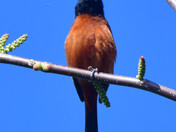 Orchard Oriole