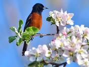 Orchard Oriole