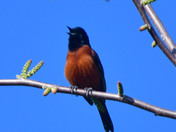 Orchard Oriole