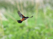 Orchard Oriole