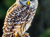 Barred owl