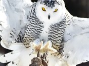 Snowy owl