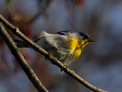 Warblers gonna warble
