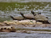 Painted turtles.