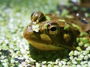 Green Frog