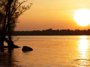 Bird watching the sunset