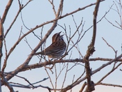 Sing a song sparrow