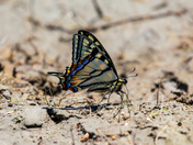 Canadian Tiger Swallowtail [Papilio canadensis]