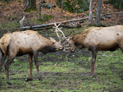 Dueling Elk