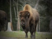 Bison stare