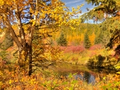 Birch Tree in Autumn
