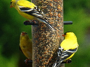 Goldfinches