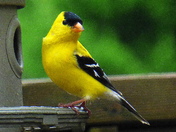 Goldfinches
