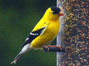 Goldfinches