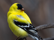 Gold Finch 