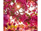 Sunshine And Flowers