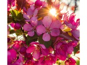 Sun Shining Through Spring Flowers