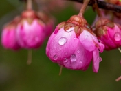 Water Drops On Flowers