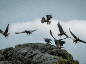 The Eagles Are Coming