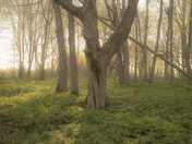Spring Forest at Dawn