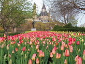 Tulips on the Hill