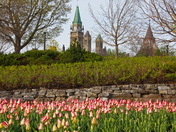 Tulips On The Hill