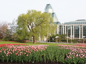 Tulips and the National Gallery