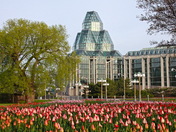 Tulips and the National Gallery