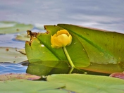 Yellow Water-lily