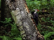 Pileated woodpecker in Ontario 