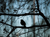 Bird silhouette 