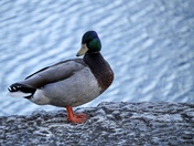 Handsome mallard