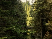 Lush Canadian Forest