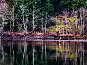 ShoreLine Pitt Lake British Columbia