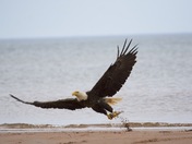 Bald Eagle fishing in North Rustico