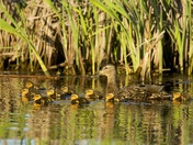 Mallard duck out for a swim with her ducklings