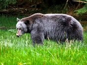 Haida Gwaii Black Bear