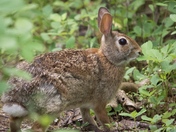 Hare raising experience
