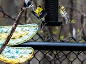 Birds Social Distancing