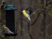 Birds Social Distancing