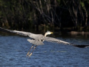 Heron Wingspan