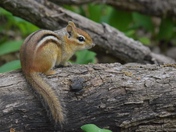 Eastern Chipmunk (Tamias striatus)