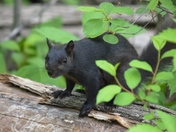 Black Squirrels Matter