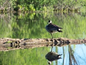 One log. One lake. One goose. One leg.