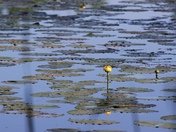 Yellow pond lily