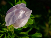 A White Rose  - Warming in the Morning Sunshine