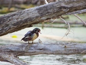 Wood Duck, on wood